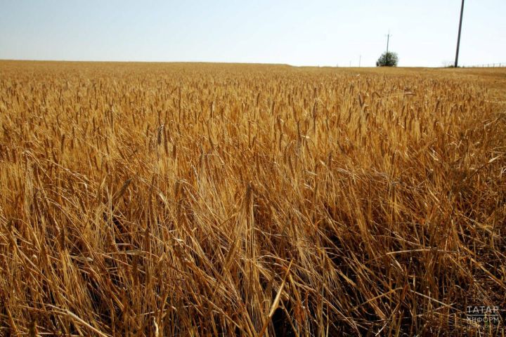 Татарстан аграрийлары көзге бодай һәм рапс җыюга кереште