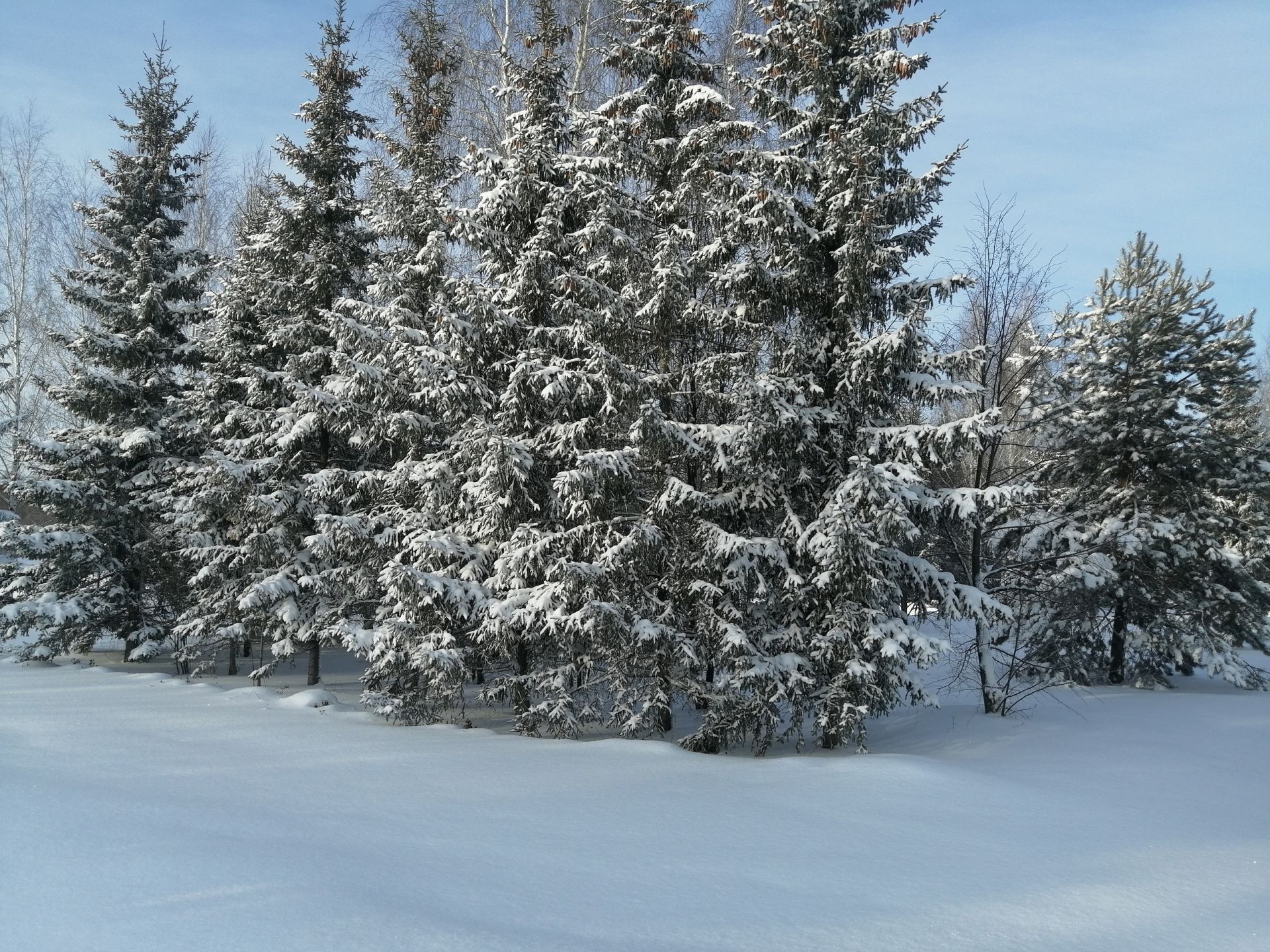 Зимний лес в Татарстане