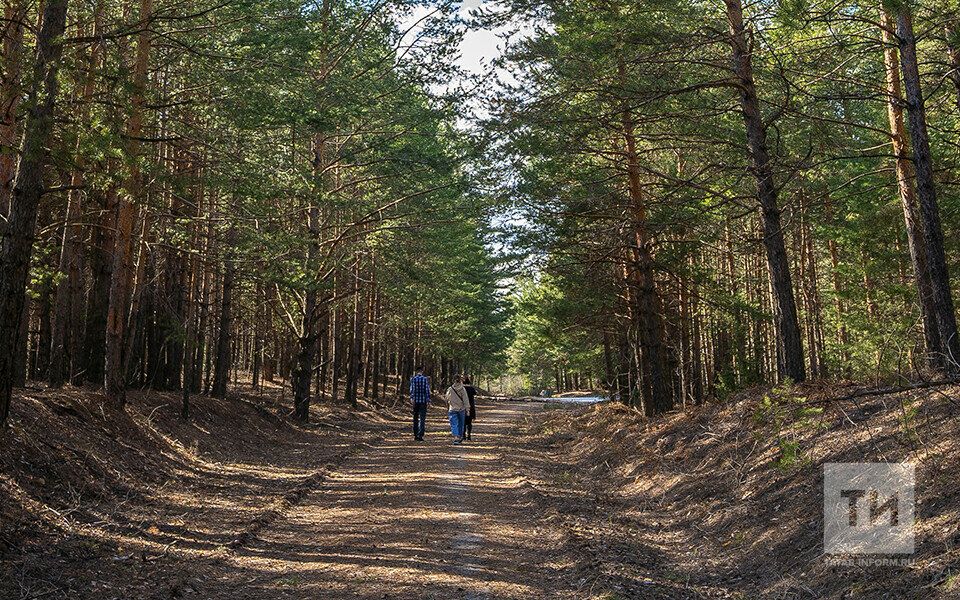 В апреле лесники Татарстана приступят к исследованию очагов непарного шелкопряда