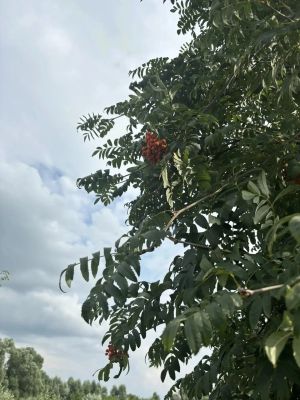 Грозы, туман и до +28 градусов прогнозируют в Татарстане 4 августа