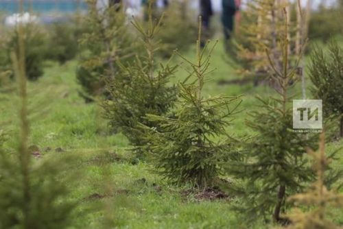 В Татарстане в пятый раз пройдет Всероссийская акция «Сохраним лес»