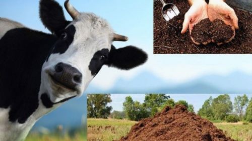 Побочные продукты животноводства, что и как!