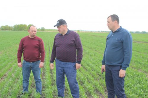 В Кайбицком районе продолжаются полевые работы