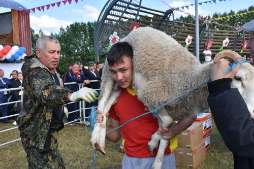 Мәйданнарда сынала батыр егетләр көче