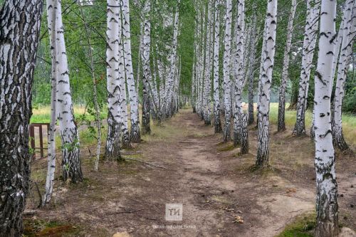 В Татарстане находки возбудителей клещевого боррелиоза составляют 16%