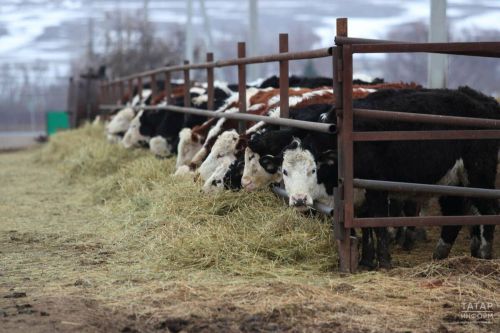 Пора оформлять уведомления о побочных продуктах животноводства