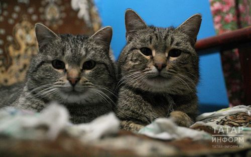 Всемирный день животных: вакцинация домашних животных — основные правила