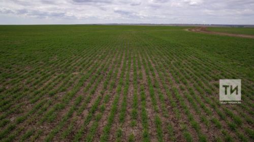 Специалисты «Росельхозцентра» Татарстана выявили на посевах яровых культур хлебных полосатых блошек и злаковых мух