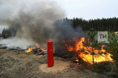Минлесхоз РТ рассказал, как смена погоды повлияла на пожароопасную ситуацию в лесах