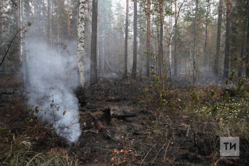 В Минлесхозе РТ напомнили о запрете на разведение костров и сжигание мусора