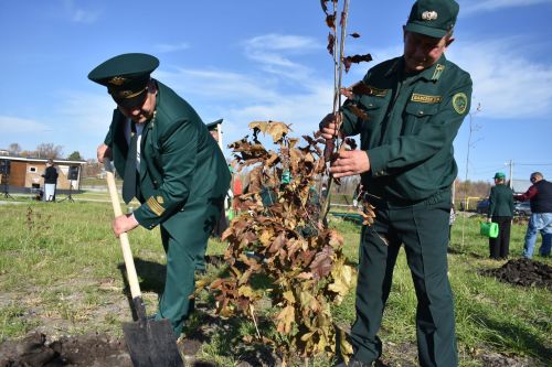 В Кайбицах заложили дубовую аллею в память о заслуженном лесоводе