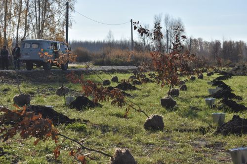 В Кайбицах заложили дубовую аллею в память о заслуженном лесоводе