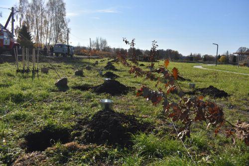 В Кайбицах заложили дубовую аллею в память о заслуженном лесоводе