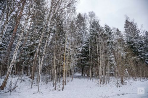Ели, сосны и ясени: татарстанские лесники защитят поля от эрозии