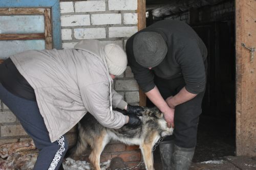 В Кайбицком районе продолжается работа по чипированию собак
