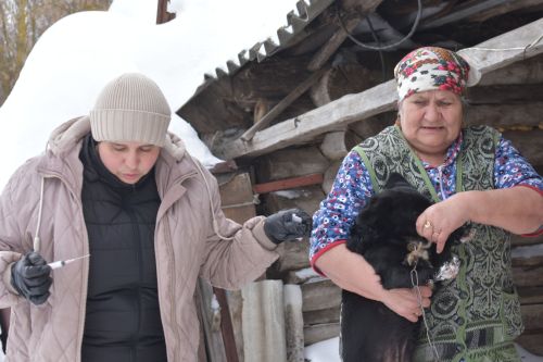 В Кайбицком районе продолжается работа по чипированию собак