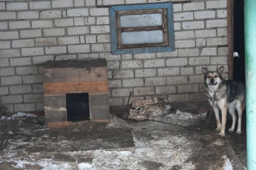 В Кайбицком районе продолжается работа по чипированию собак