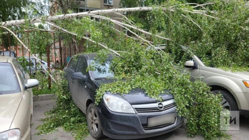 Юрист объяснила порядок действий при падении дерева на автомобиль