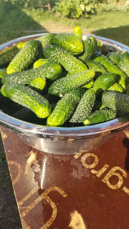 Нишләп кыяр яфраклары артык зур булып үсә?