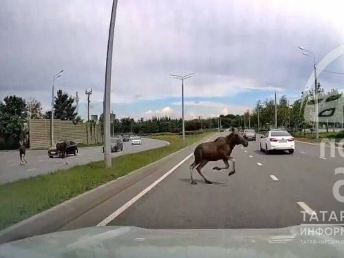 Водителей предупредили об опасности осеннего гона у лосей