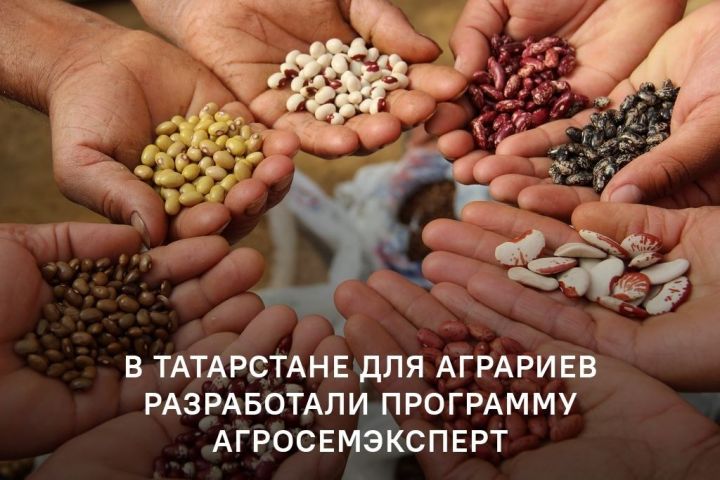 АгроСемЭксперт поможет кайбицким аграриям найти подходящую партию семян для закупки или разместить свои предложения по их поставке