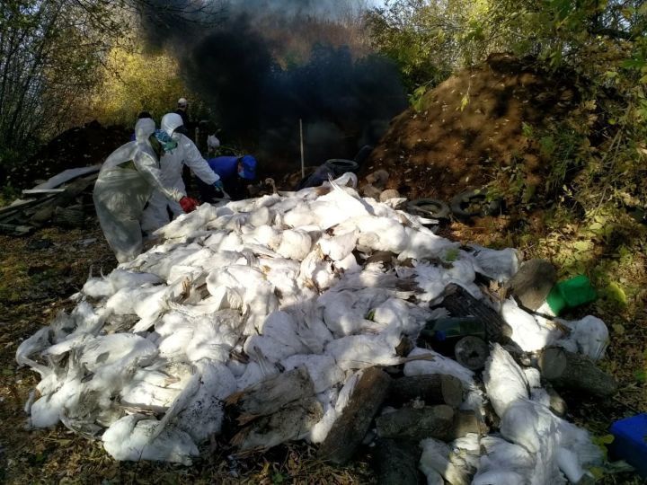 Из-за вспышки птичьего гриппа в Буинском районе уничтожили более 1000 гусей и уток