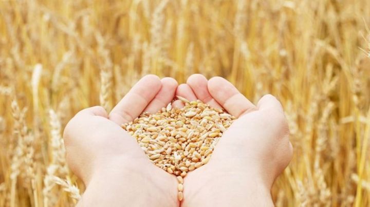 В Татарстане намолочен второй миллион тонн зерна