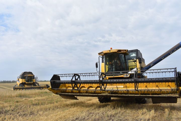 Во время  уборки урожая этого года хлеборобы Кайбицкого района собрали 25 583 тонны зерновых и зернобобовых культур