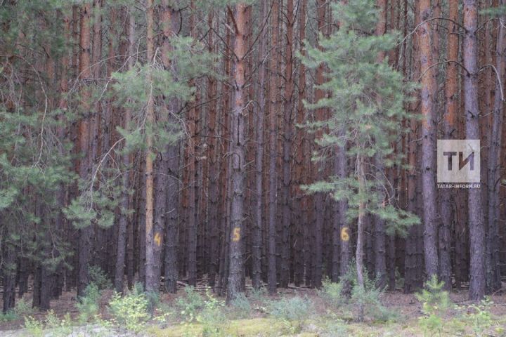 В республике проходит акция «Чистые леса Татарстана»