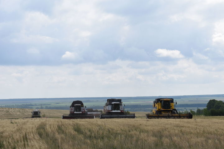 В Кайбицком районе завершается уборка зерновых