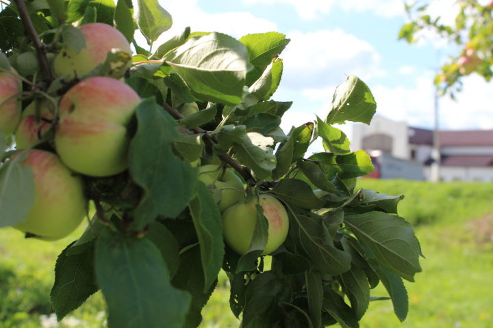 Яблочный Спас - праздник урожая яблок
