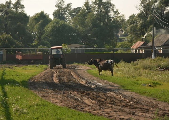 В Муралинском поселении насчитывается 114 голов крупного рогатого скота