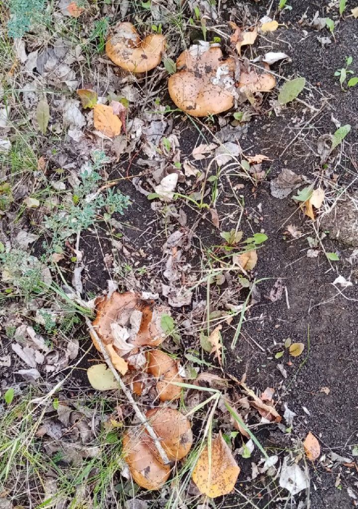 Татарстанцам рекомендуют не употреблять неизвестные грибы