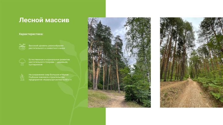 Старейшая сосна, редкие грибы, краснокнижные птицы: «Казаньоргсинтез» откроет экотропу