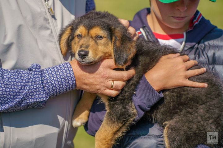 Казанцы забрали трех собак и пожертвовали приютам 150 кг корма на акции «Лапа дружбы»