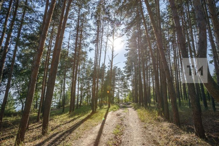 Уголовное дело возбуждено в Татарстане за незаконную вырубку леса