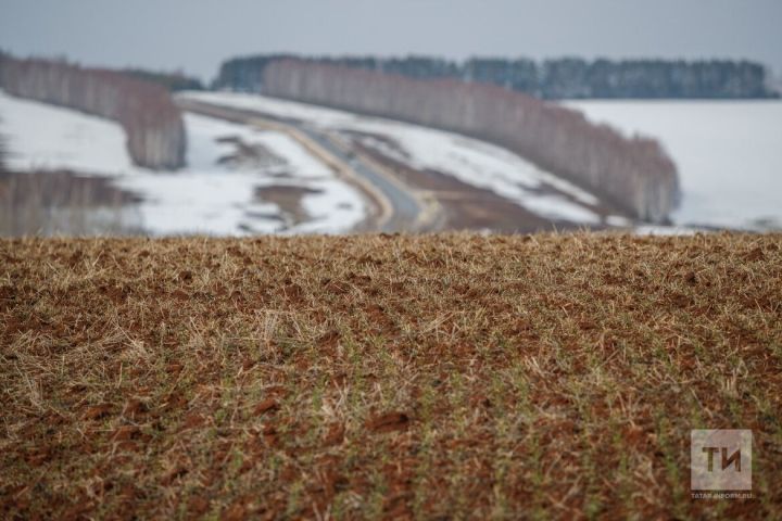 Как снежное покрывало защищает посевы озимых культур от мороза?