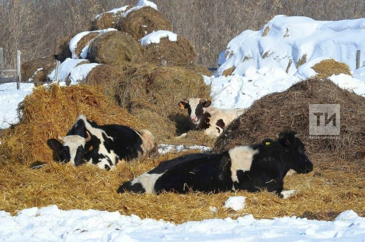 Минсельхозпрод РТ: В 27 районах снижается численность коров