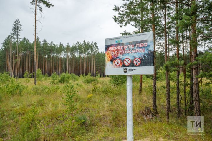 В Татарстане планируют досрочно отменить ограничение на посещение лесов