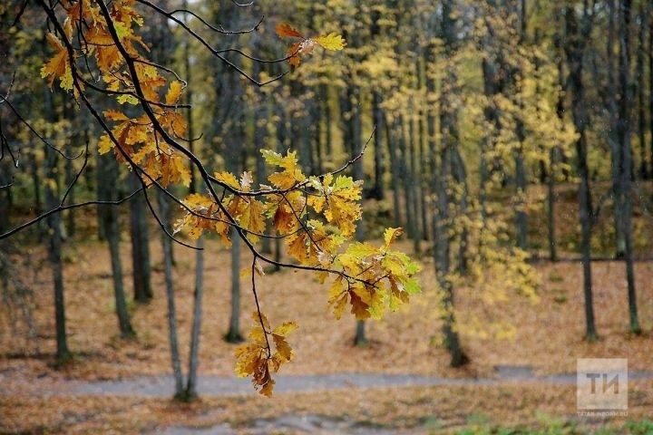 В Татарстане ожидается дождь, но температура прогнозируется от +9 градусов