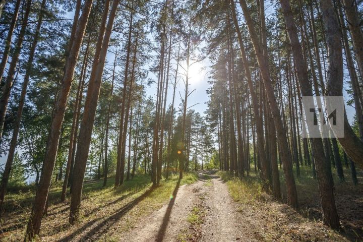 Лесоводы республики используют фотоловушки и квадрокоптеры