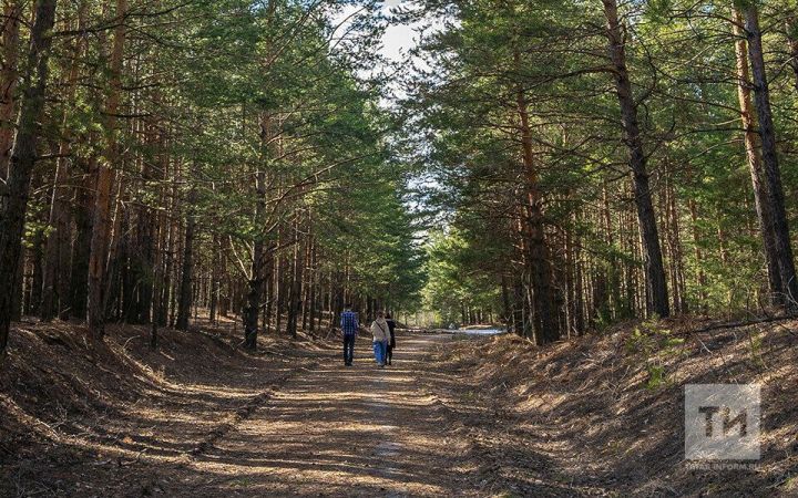 В апреле лесники Татарстана приступят к исследованию очагов непарного шелкопряда