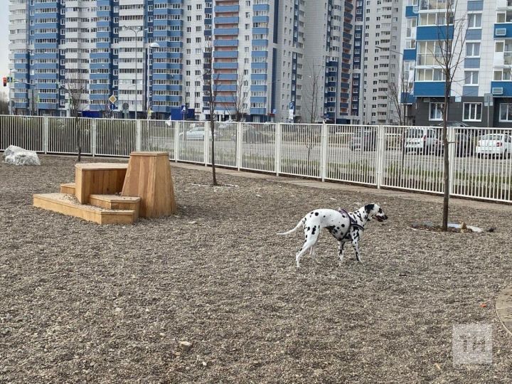 В этом году в Казани появится новая площадка для выгула и дрессировки животных