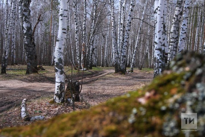 Эколог КФУ рассказала о последствиях глобального изменения климата