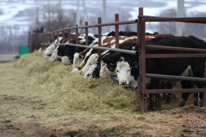 Пора оформлять уведомления о побочных продуктах животноводства