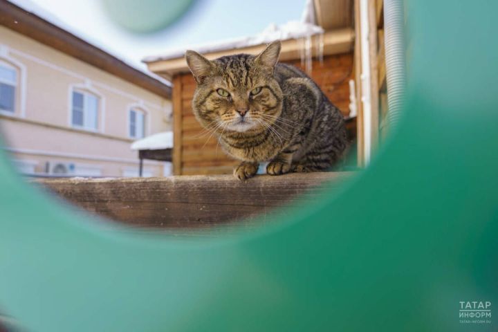 Ветеринар: Частое тисканье кошки может привести к смерти питомца