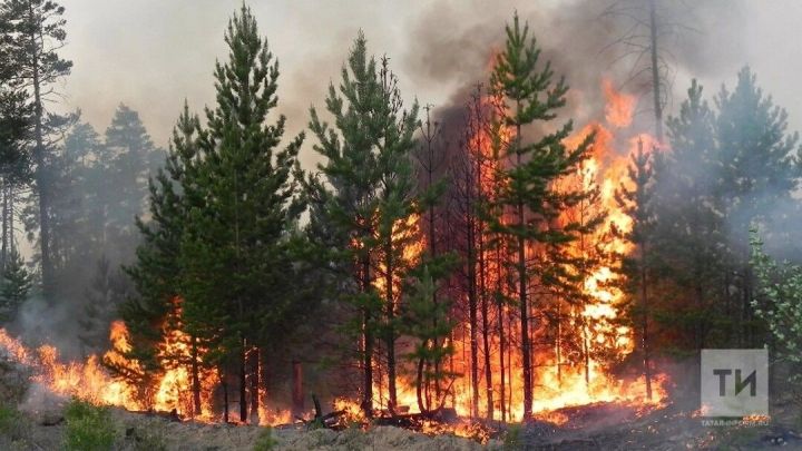 Минлесхоз сообщил о росте числа возгораний возле лесов Татарстана в 20 раз