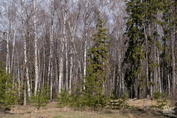 Татарстанцам рассказали, где жарить шашлыки в майские праздники