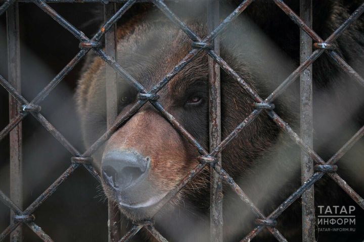 Госкомитет РТ по биоресурсам рассказал, где встречается бурый медведь в Татарстане