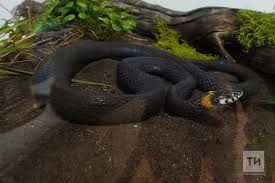 Жительница Елабуги попала в реанимацию после укуса змеи